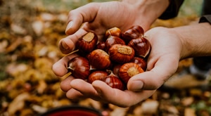 [11. 10.] Učka i Marunada u Lovranu uz Zagrizi putovanje! Spojite PLANINSKI ZRAK, MORE i pečene marune. Provedite savršenu jesensku nedjelju bez žurbe i planinarenja!