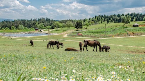 Turističko naselje Ajdinovići SRCA - Hotel Central i Lux apartmani - Ljetni vikend odmor za dvoje, Olovo, Bosna i Hercegovina - 313 EUR - 2x noćenje u hotelu Central u dvokrevetnoj sobi ili u Lux apartmanu za 2 osobe, All inclusive