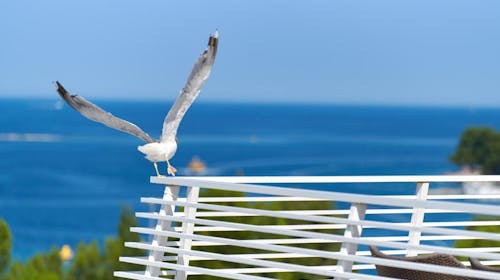 Hotel Albatros Plava Laguna - All inclusive produženi blagdanski vikend u Poreču, Poreč, Istra, Hrvatska - 765 EUR - 3x noćenje u dvokrevetnoj Economy sobi za 2 osobe, All inclusive